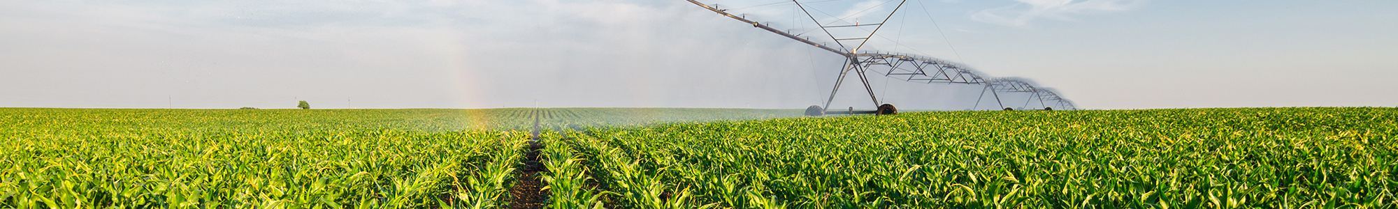 Crop Field